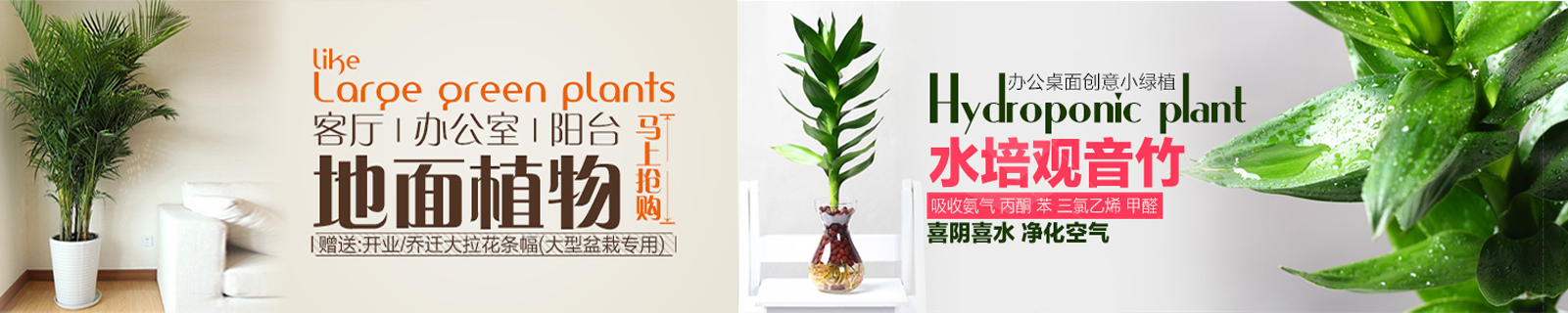 西安綠植租擺